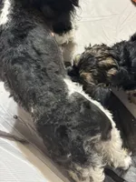 Rosie, a female Poodle - Miniature  and Mini Yorkshire Aussie for sale in Naperville, IL – Photo 2 of 4