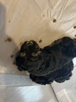 Rosie, a female Poodle - Miniature  and Mini Yorkshire Aussie for sale in Naperville, IL – Photo 4 of 4