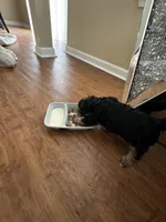 Rosie, a female Poodle - Miniature  and Mini Yorkshire Aussie for sale in Naperville, IL – Photo 1 of 4