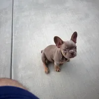 Puppy, a female French Bulldog for sale in Lake Elsinore, CA – 2 of 2