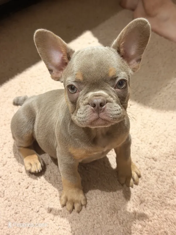 Puppy – French Bulldog puppy for sale in Lake Elsinore, CA