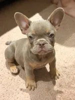 Puppy, a female French Bulldog for sale in Lake Elsinore, CA – 1 of 2