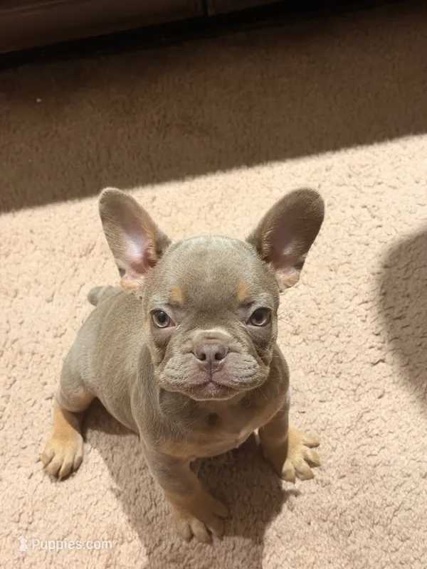 Puppy – French Bulldog puppy for sale in Lake Elsinore, CA