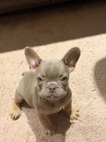 Puppy, a female French Bulldog for sale in Lake Elsinore, CA – 1 of 4