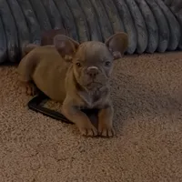 Puppy, a female French Bulldog for sale in Lake Elsinore, CA – 2 of 4