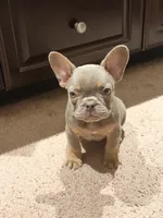 Puppy, a female French Bulldog for sale in Lake Elsinore, CA – 3 of 4
