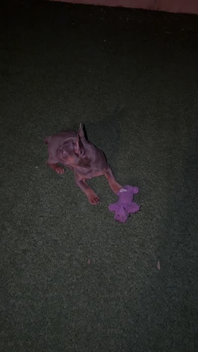 Puppy, a female French Bulldog for sale in Lake Elsinore, CA – 4 of 4