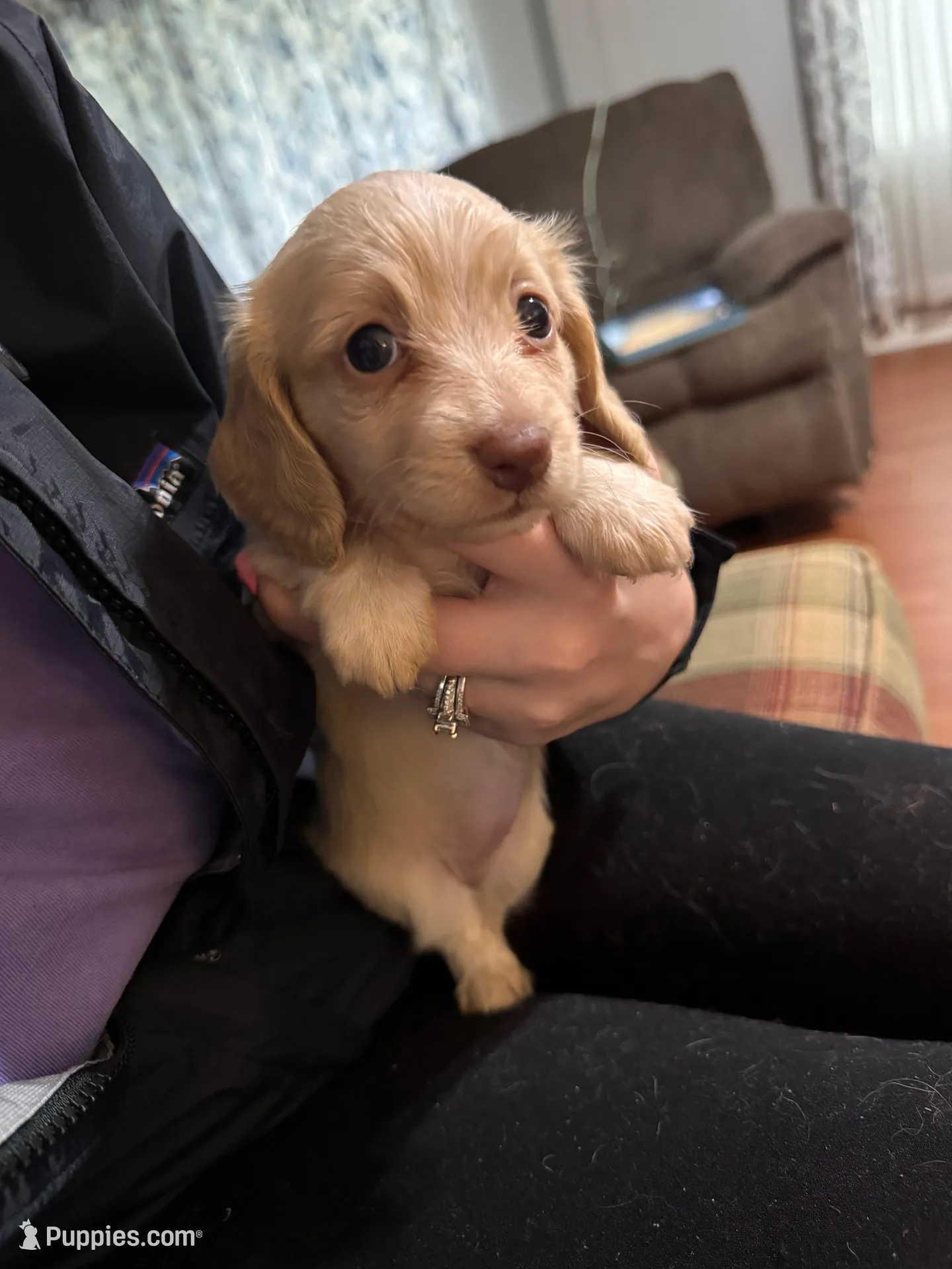 Female #2 CKC  – Miniature Dachshund puppy for sale in Milledgeville, GA