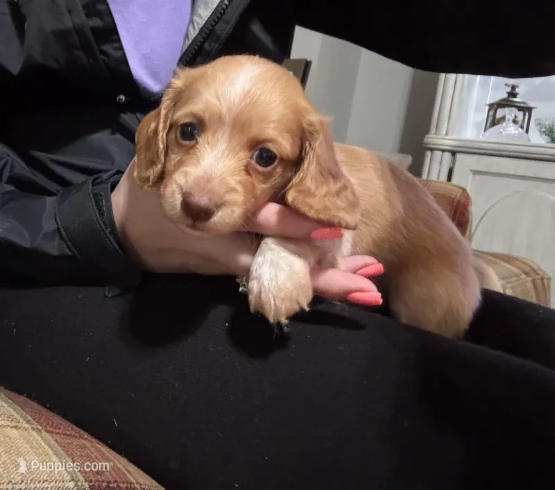 CKC Male #2 – Miniature Dachshund puppy for sale in Milledgeville, GA