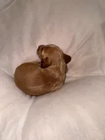 CKC Male #2, a male Miniature Dachshund for sale in Milledgeville, GA – Photo 6 of 7