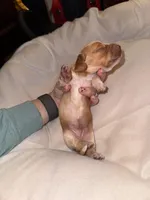 CKC Male #2, a male Miniature Dachshund for sale in Milledgeville, GA – Photo 4 of 7