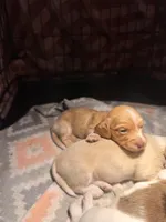 CKC Male #2, a male Miniature Dachshund for sale in Milledgeville, GA – Photo 2 of 7