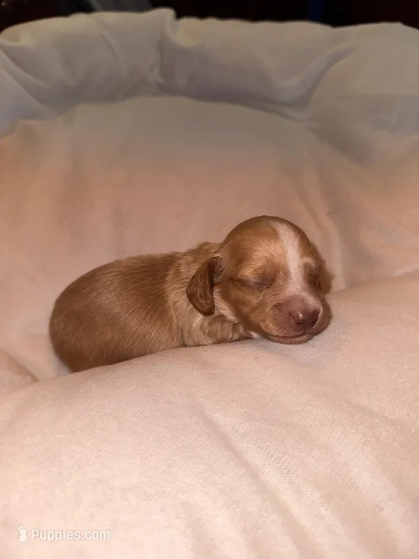 CKC Male #2 – Miniature Dachshund puppy for sale in Milledgeville, GA