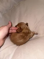 CKC Male #2, a male Miniature Dachshund for sale in Milledgeville, GA – Photo 5 of 7