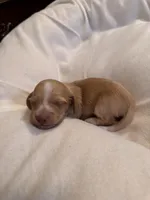 CKC Male #2, a male Miniature Dachshund for sale in Milledgeville, GA – Photo 7 of 7