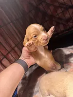 CKC Male #2, a male Miniature Dachshund for sale in Milledgeville, GA – Photo 1 of 7