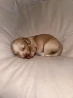 Female #2 CKC , a female Miniature Dachshund for sale in Milledgeville, GA – Photo 4 of 7