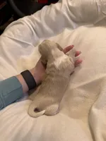 Female #2 CKC , a female Miniature Dachshund for sale in Milledgeville, GA – Photo 6 of 7