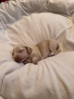 Female #2 CKC , a female Miniature Dachshund for sale in Milledgeville, GA – Photo 5 of 7