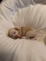 Female #2 CKC , a female Miniature Dachshund for sale in Milledgeville, GA – Photo 7 of 7