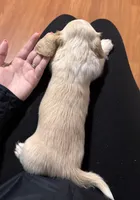 Female #2 CKC , a female Miniature Dachshund for sale in Milledgeville, GA – Photo 3 of 7