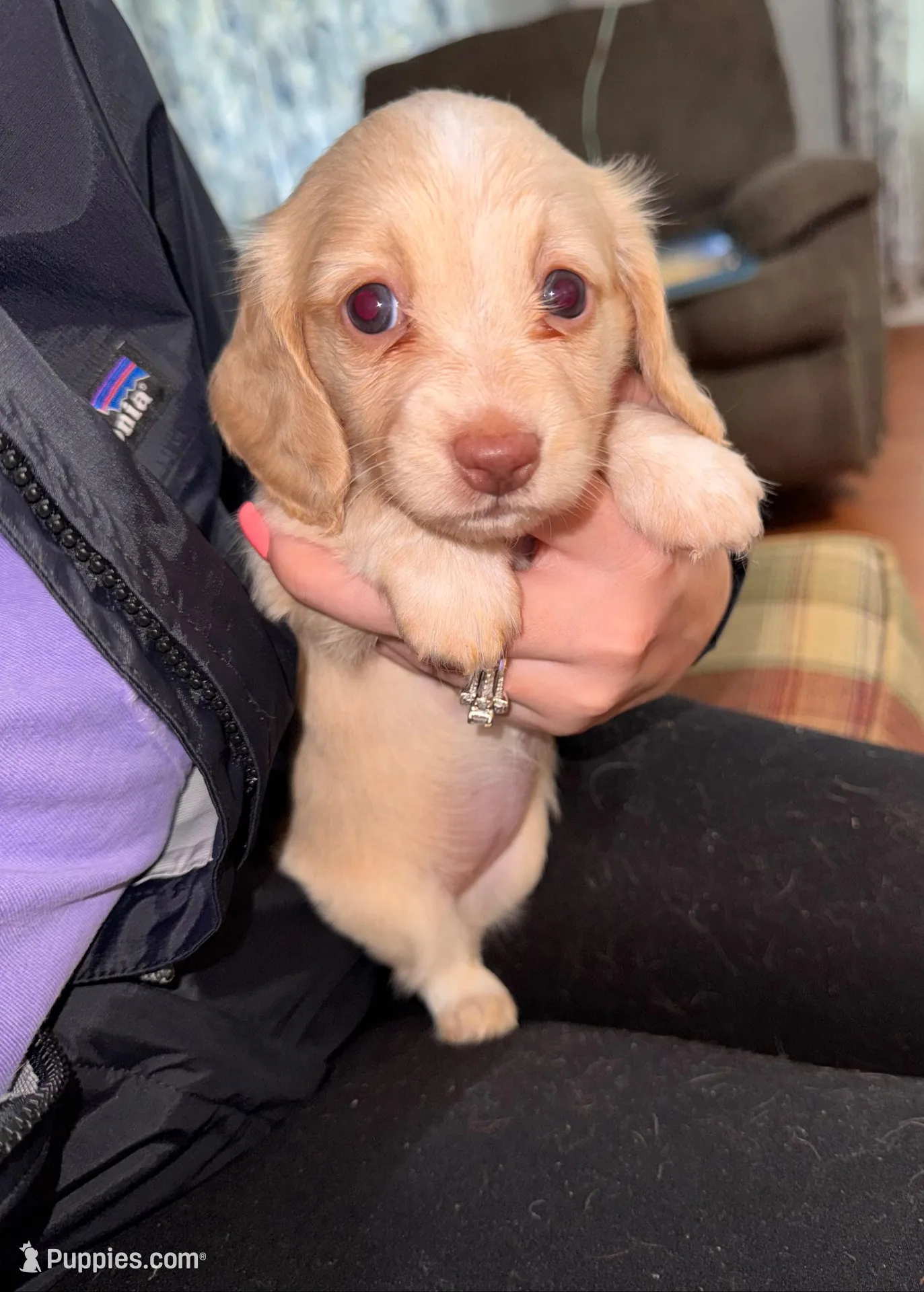 Female #2 CKC , a female Miniature Dachshund for sale in Milledgeville, GA – Photo 2 of 7