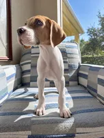 S’mores , a  Great Dane for sale in Fort Myers, FL – 2 of 2
