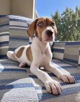 S’mores , a  Great Dane for sale in Fort Myers, FL – 1 of 2