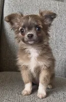 Fred , a male Chihuahua for sale in Fort Myers, FL – 1 of 1