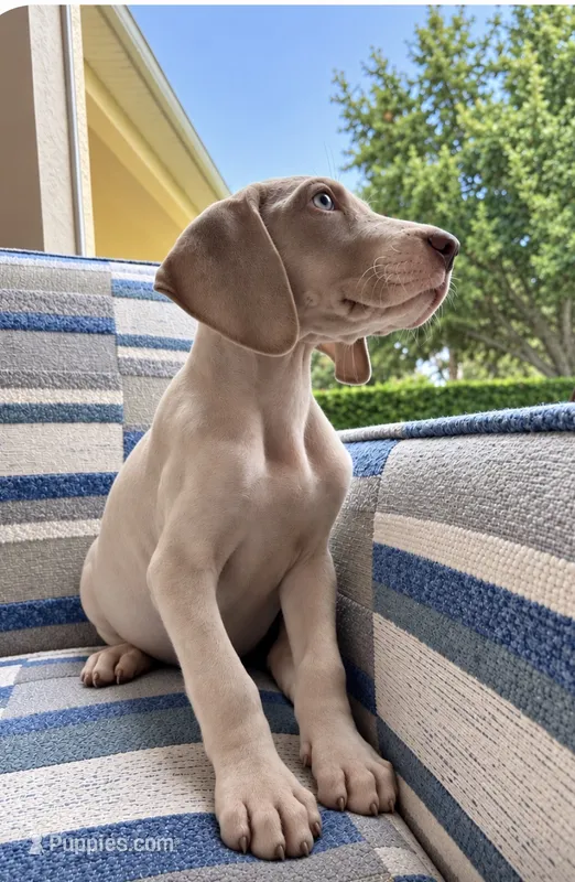 Stevie  – Great Dane puppy for sale in Fort Myers, FL