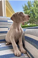 Stevie , a  Great Dane for sale in Fort Myers, FL – 1 of 2