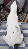 Hank the Tank , a  Great Dane for sale in Fort Myers, FL – 2 of 2