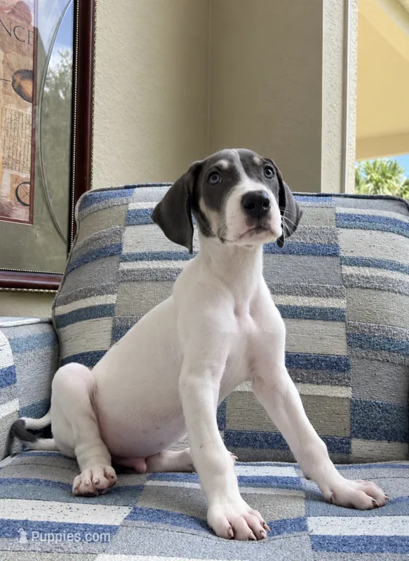 Hank the Tank  – Great Dane puppy for sale in Fort Myers, FL