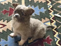 Fred , a male Chihuahua for sale in Fort Myers, FL – 1 of 1
