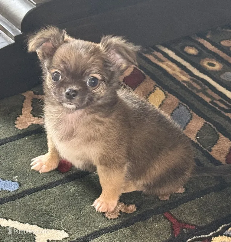 George  – Chihuahua puppy for sale in Fort Myers, FL