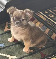 George , a male Chihuahua for sale in Fort Myers, FL – 1 of 1