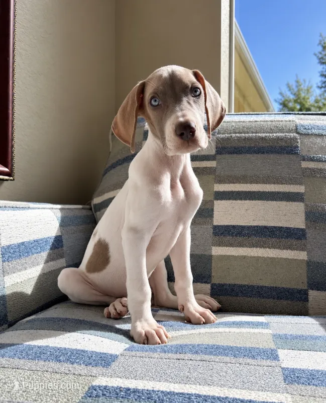 Josie  – Great Dane puppy for sale in Fort Myers, FL