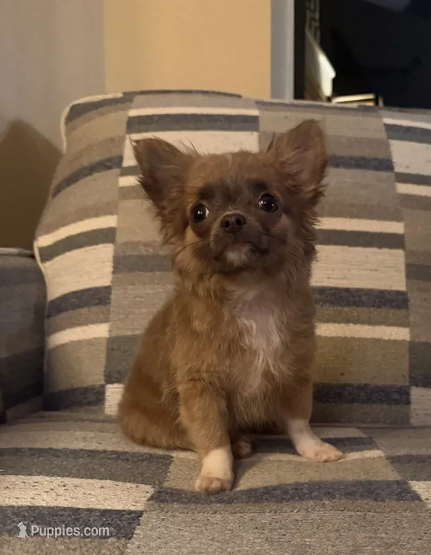 Fred  – Chihuahua puppy for sale in Fort Myers, FL