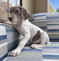 Stevie , a  Great Dane for sale in Fort Myers, FL – 2 of 2