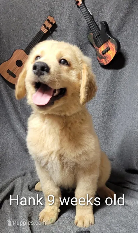 Hank – Goldendoodle puppy for sale in Chinquapin, NC