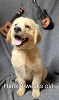 Hank, a male Goldendoodle for sale in Chinquapin, NC – 3 of 10