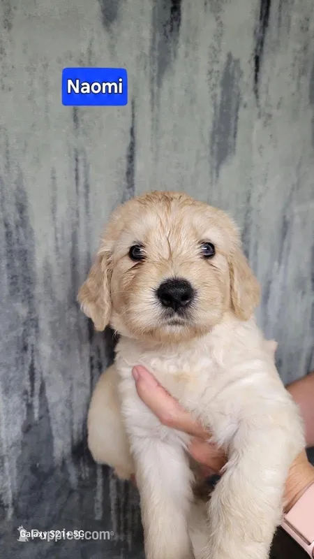 Naomi – Goldendoodle puppy for sale in Chinquapin, NC