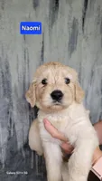 Naomi, a female Goldendoodle for sale in Chinquapin, NC – 6 of 10