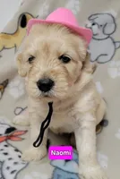 Naomi, a female Goldendoodle for sale in Chinquapin, NC – 1 of 4