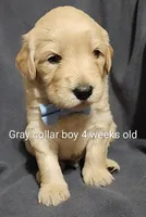 Gray Collar, a male Goldendoodle for sale in Chinquapin, NC – Photo 3 of 6