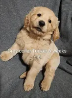 Gray Collar, a male Goldendoodle for sale in Chinquapin, NC – Photo 5 of 6