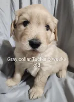 Gray Collar, a male Goldendoodle for sale in Chinquapin, NC – Photo 4 of 6