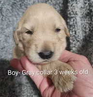 Gray Collar, a male Goldendoodle for sale in Chinquapin, NC – Photo 2 of 6