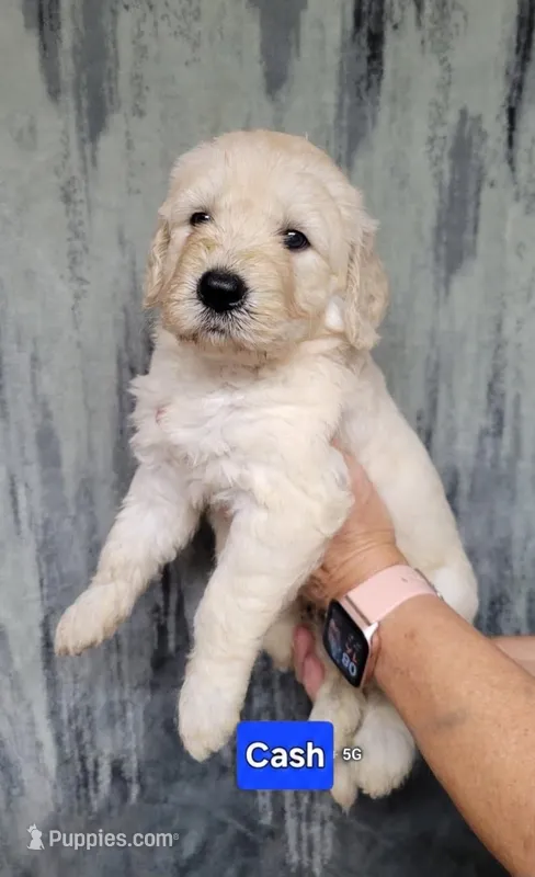 Cash – Goldendoodle puppy for sale in Chinquapin, NC