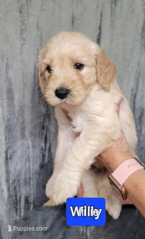 Willie – Goldendoodle puppy for sale in Chinquapin, NC